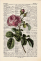 Preview: Rosa Centifolia