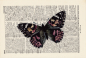 Preview: Schmetterling