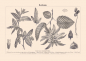 Preview: Hornbeam