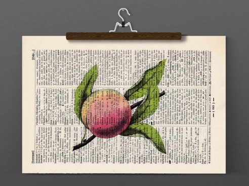 Aprikose - Druck auf antiquarischer Buchseite
