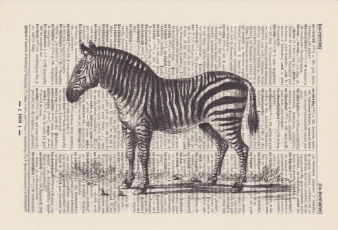 Zebra