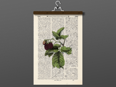 Raspberry - Print on antique book page