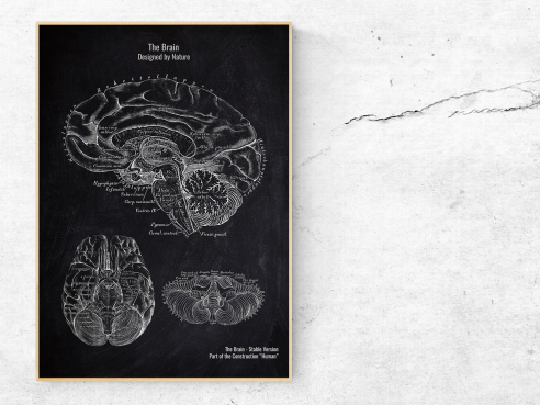 The Brain - Patent-Style - Anatomie Poster
