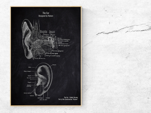 The Ear No. 2 - Patent-Style - Anatomie Poster