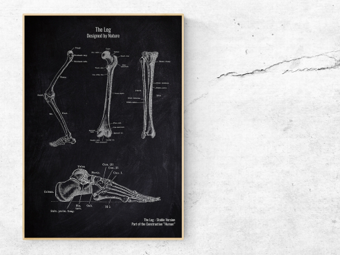 The Leg - Patent-Style - Anatomie Poster