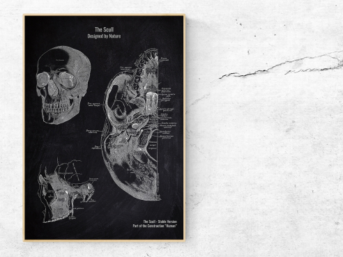 The Scull - Patent-Style - Anatomie Poster