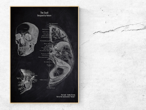 The Scull No. 2 - Patent-Style - Anatomie Poster