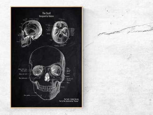 The Scull No. 3 - Patent-Style - Anatomie Poster