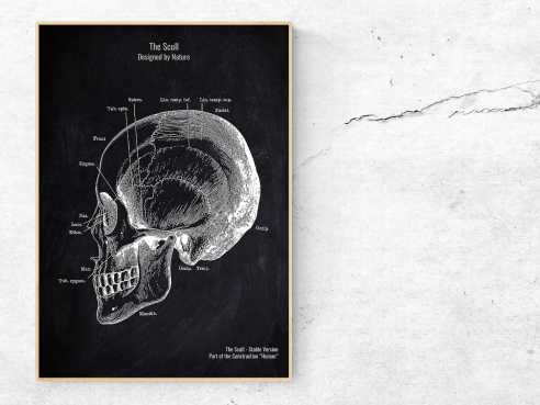 The Scull No. 5 - Patent-Style - Anatomie Poster