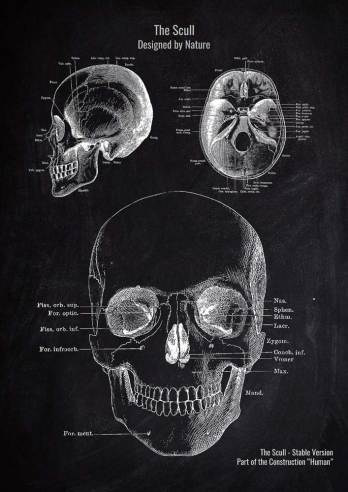 The Scull