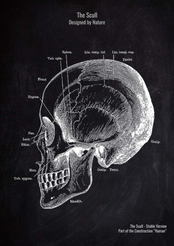 The Scull