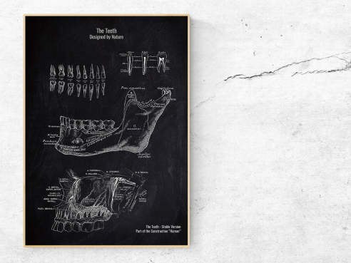 The Teeth - Patent-Style - Anatomie Poster