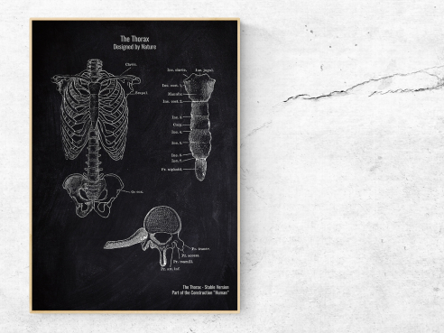 The Thorax - Patent-Style - Anatomie Poster