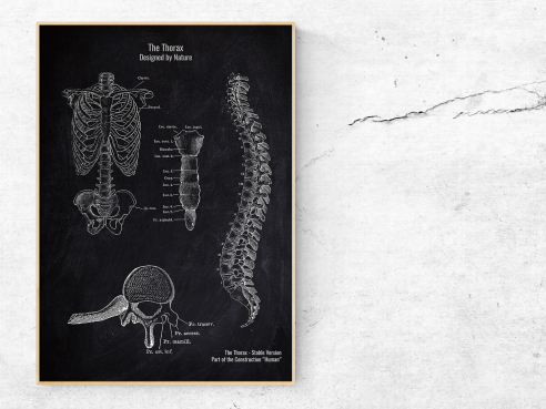 The Thorax No. 2 - Patent-Style - Anatomie Poster