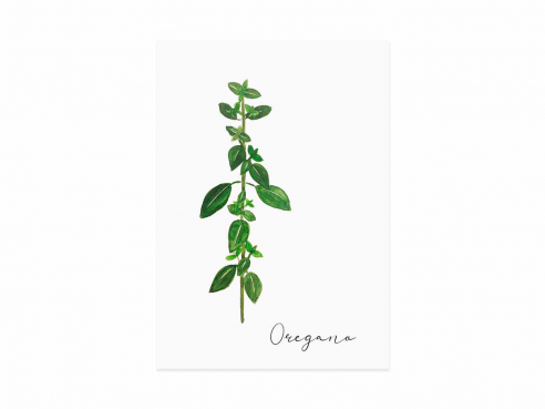 Postcard Oregano