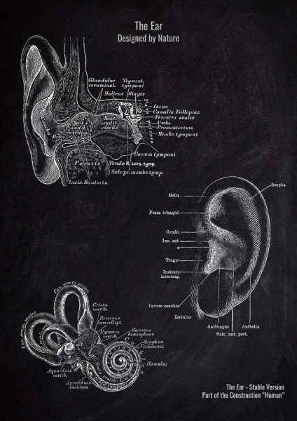 The Ear