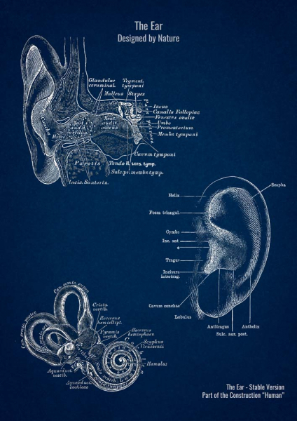 The Ear