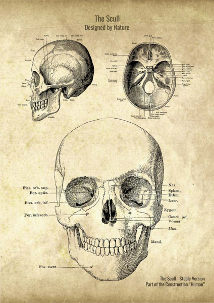 The Scull
