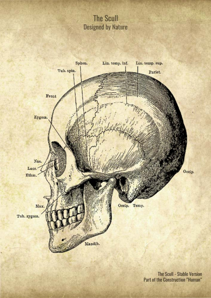 The Scull