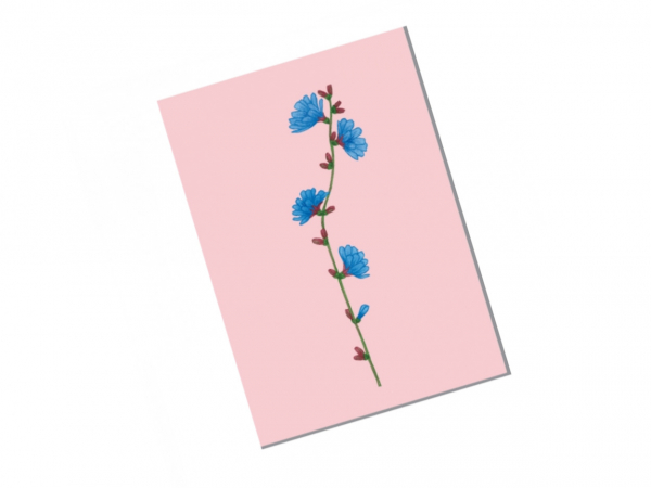 postcard chicory