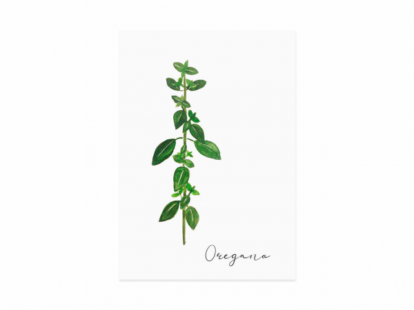 Postkarte Oregano